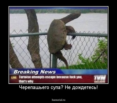 Черепашьего супа? Не дождетесь!