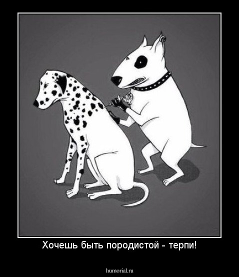 Хочешь быть породистой - терпи!