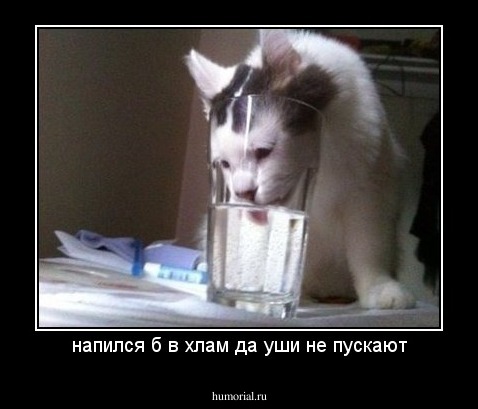 напился б в хлам да уши не пускают