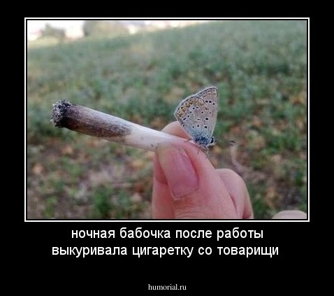 ночная бабочка после работы выкуривала цигаретку со товарищи