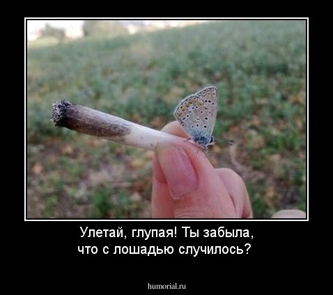 Улетай, глупая! Ты забыла, что с лошадью случилось?