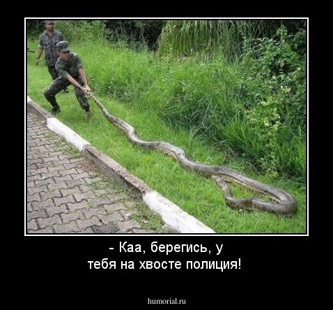 - Каа, берегись, у тебя на хвосте полиция! 