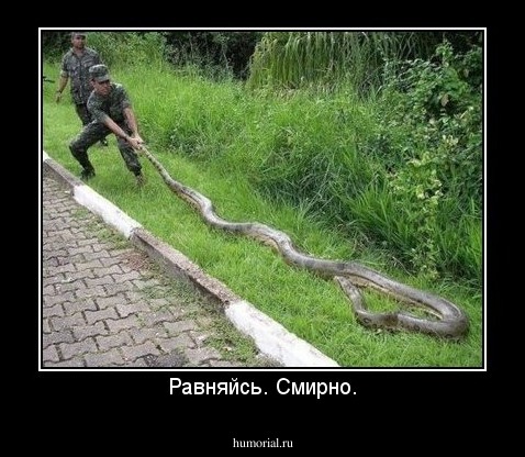 Равняйсь. Смирно.