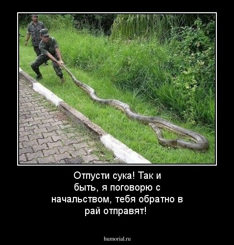 Отпусти сука! Так и быть, я поговорю с начальством, тебя обратно в рай отправят!