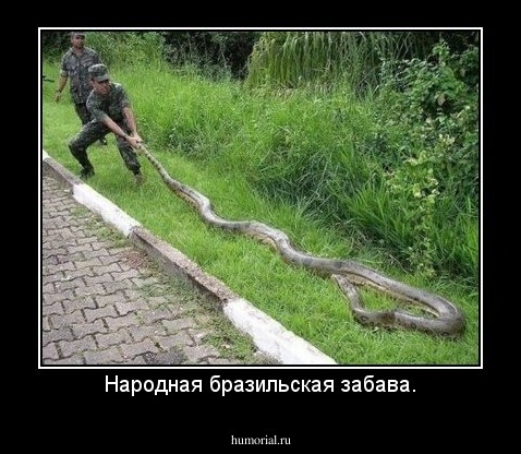 Народная бразильская забава.