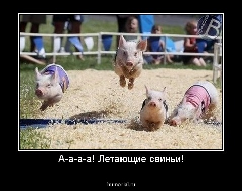 А-а-а-а! Летающие свиньи!