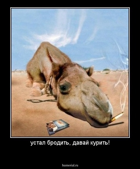 устал бродить, давай курить!
