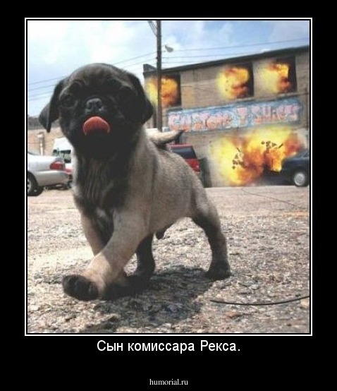Сын комиссара Рекса.