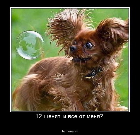 12 щенят..и все от меня?!