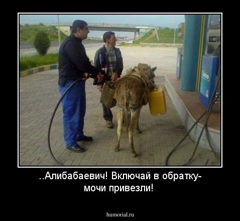 ..Алибабаевич! Включай в обратку- мочи привезли!