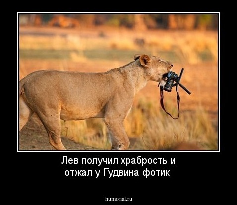 Лев получил храбрость и отжал у Гудвина фотик