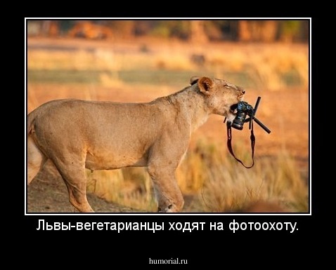Львы-вегетарианцы ходят на фотоохоту.