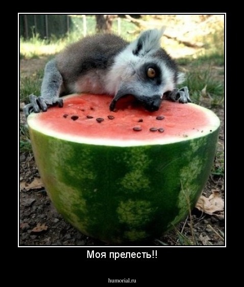 Моя прелесть!!