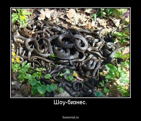 Шоу-бизнес.