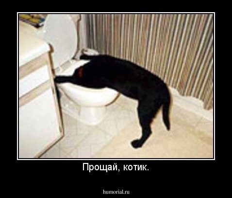 Прощай, котик.
