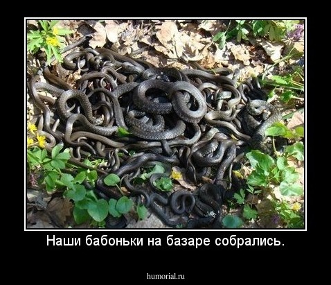 Наши бабоньки на базаре собрались.