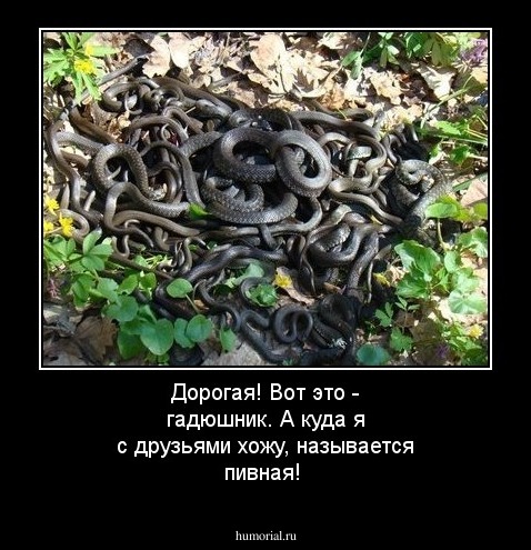 Дорогая! Вот это - гадюшник. А куда я с друзьями хожу, называется пивная!