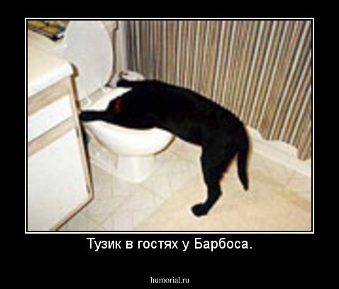 Тузик в гостях у Барбоса.