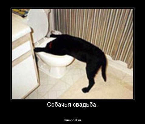Собачья свадьба.
