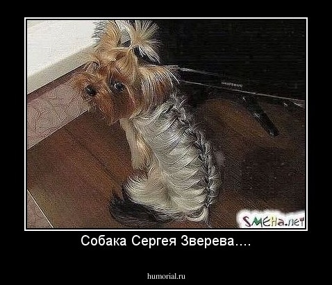 Собака Сергея Зверева....