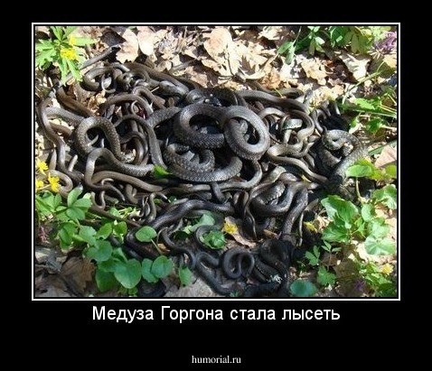 Медуза Горгона стала лысеть