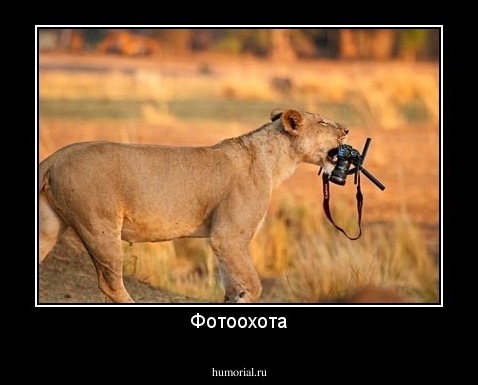 Фотоохота