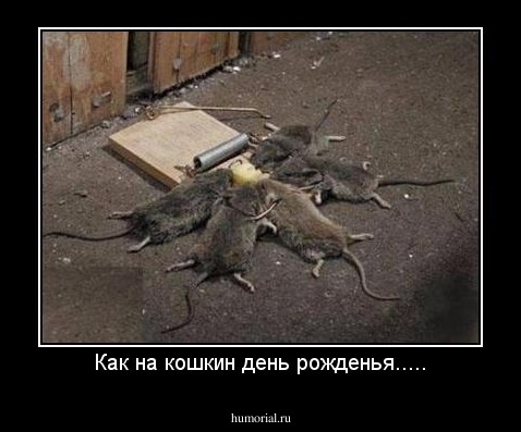 Как на кошкин день рожденья.....