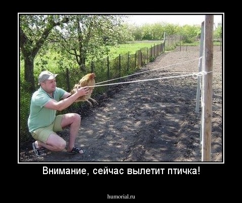 Внимание, сейчас вылетит птичка!