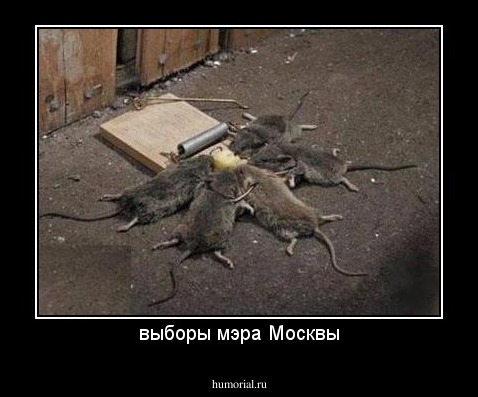 выборы мэра Москвы