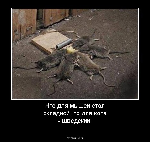 Что для мышей стол складной, то для кота - шведский