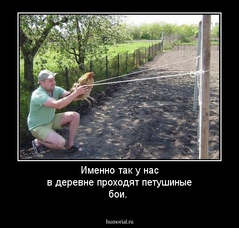 Именно так у нас в деревне проходят петушиные бои.