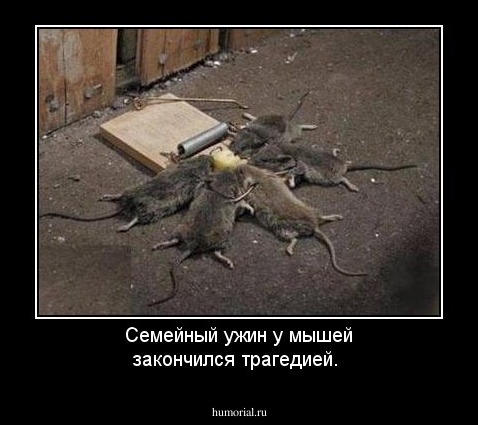 Семейный ужин у мышей закончился трагедией.
