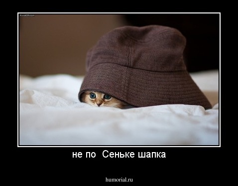 не по  Сеньке шапка
