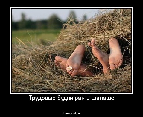 Трудовые будни рая в шалаше