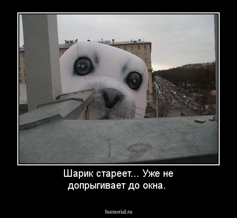 Шарик стареет... Уже не допрыгивает до окна.