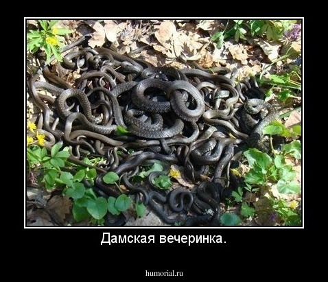 Дамская вечеринка.