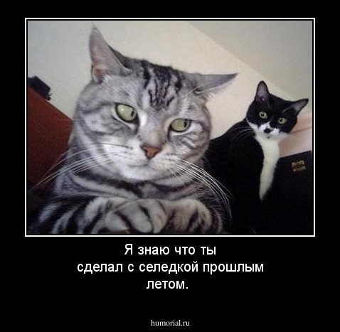 Я знаю что ты сделал с селедкой прошлым летом.