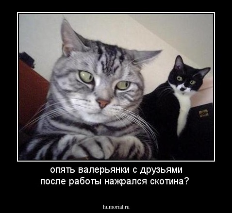 опять валерьянки с друзьями после работы нажрался скотина?