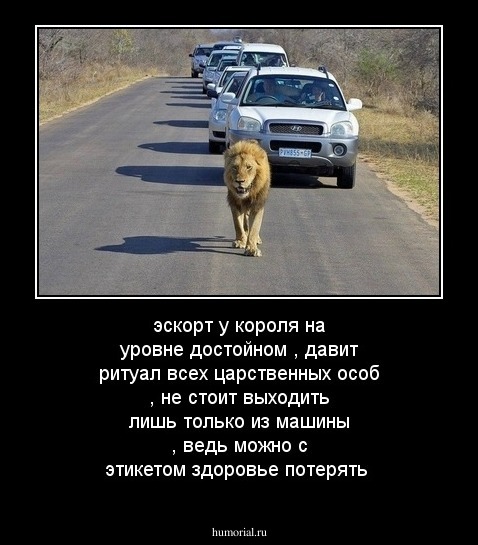 эскорт у короля на уровне достойном ,
давит ритуал всех царственных особ , не стоит выходить лишь только из машины , ведь можно с  этикетом здоровье потерять