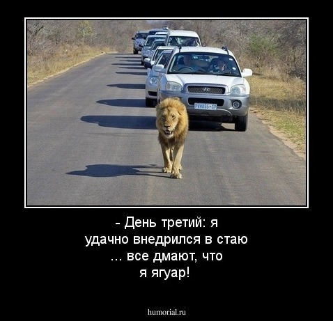 - День третий: я удачно внедрился в стаю ... все дмают, что я ягуар!