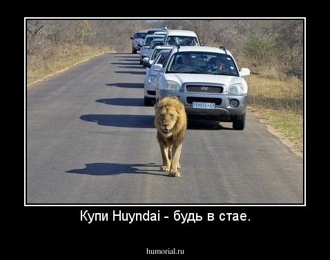 Купи Huyndai - будь в стае.