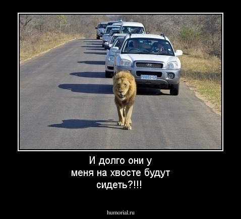 И долго они у меня на хвосте будут сидеть?!!!