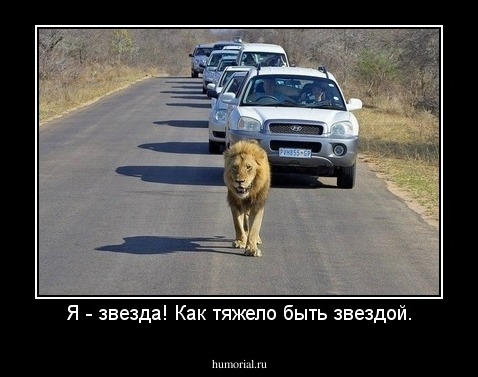 Я - звезда! Как тяжело быть звездой.