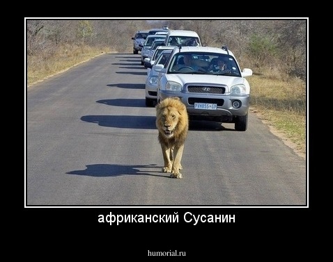 африканский Сусанин