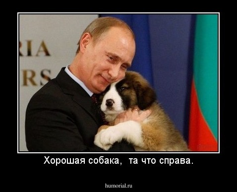Хорошая собака,  та что справа.