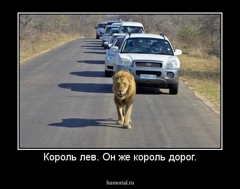Король лев. Он же король дорог.
