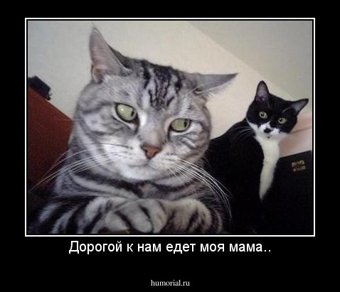 Дорогой к нам едет моя мама..