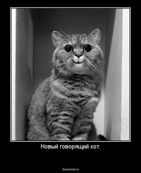 Новый говорящий кот.
