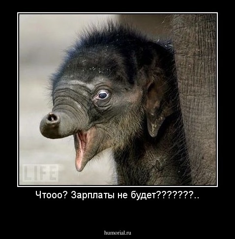 Чтооо? Зарплаты не будет???????..
