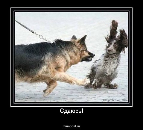 Сдаюсь!